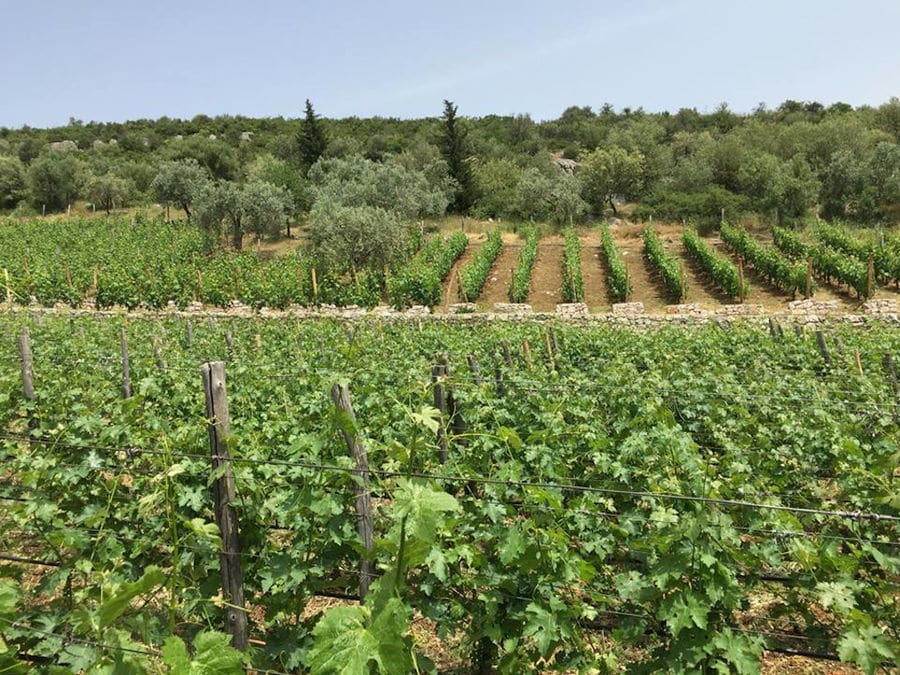 rows of vines at 'La Tour Melas' vineyards in the background of blue sky and trees
